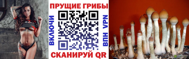 Галлюциногенные грибы Psilocybine cubensis  закладка  Заинск 